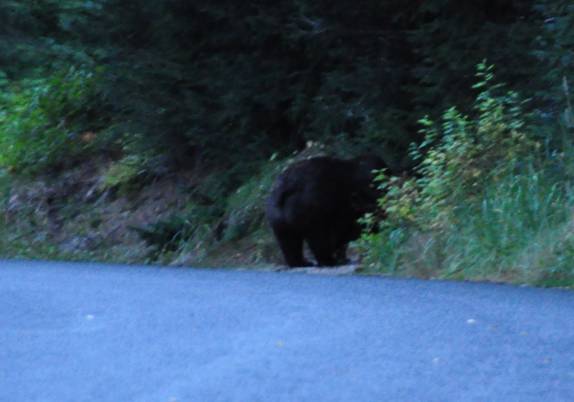 Um enorme urso atravessa a estrada do lago Chilkat, próximo à Haines, no sudeste do Alaska